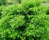 柑橘種植技術(shù)什么書好_川津五號(hào)柑橘樹苗哪里有賣