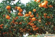 柑橘類常見(jiàn)的病蟲(chóng)害紅蜘蛛_如何防治紅蜘蛛