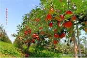 陜西省柑橘種植技術(shù)_橘錄是中國什么時(shí)代的柑橘專著
