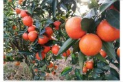 世紀(jì)紅柑橘的種植技術(shù)_農(nóng)村的荒山荒田