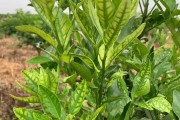 柑橘缺素種植技術(shù)_三紅蜜柚結(jié)出的果皮不紅是什么原因