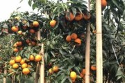 廣西柑橘種植技術(shù)圖片大全_廣西農(nóng)業(yè)種植致富項(xiàng)目
