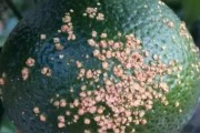 柑橘蓋膜前防治病蟲害_冬季柑橘蓋膜燒葉了怎么辦