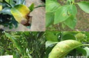 柑橘全年病蟲害防治方案表_柑橘糠片蚧的危害特征及發(fā)生規(guī)律