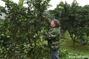 柑橘病蟲害防控指導(dǎo)要點_柑桔掛粘蟲板什么時候最佳