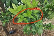 柑橘樹(shù)病蟲(chóng)害圖片大全植物_嫁接的柑橘芽有蟲(chóng)吃怎么辦