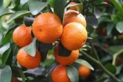 柑橘種植技術(shù)及投資價(jià)值_大芬4號(hào)柑橘栽培技術(shù) 柑橘種植技術(shù)及投資價(jià)值_大芬4號(hào)柑橘栽培技術(shù)