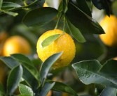 鮮甜多汁的沃柑3-4月份當(dāng)季水果，春日黃金賞味期營養(yǎng)滿分