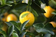 鮮甜多汁的沃柑3-4月份當(dāng)季水果，春日黃金賞味期營(yíng)養(yǎng)滿分