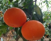 柑橘蓋膜施肥種植技術(shù)_柑橘?；ū９趺醋? title=