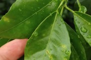 柑橘象甲種植技術(shù)_聯(lián)苯菊酯都?xì)⑹裁聪x 柑橘象甲種植技術(shù)_聯(lián)苯菊酯都?xì)⑹裁聪x