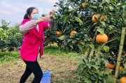 柑橘病蟲害防治小視頻_有什么好的創(chuàng)業(yè)門路
