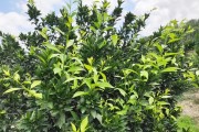 柑橘施肥病蟲害圖譜與用藥_柑橘的落花和落果是怎么回事 柑橘施肥病蟲害圖譜與用藥_柑橘的落花和落果是怎么回事