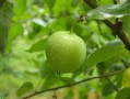 沃柑施哪種肥料好（沃柑樹(shù)施什么肥長(zhǎng)式比較快）
