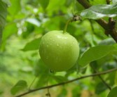 沃柑施哪種肥料好（沃柑樹施什么肥長式比較快）
