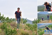 柑橘苗開荒種植技術(shù)_荒蕪多年的農(nóng)田可以流轉(zhuǎn)過來種臍橙嗎