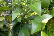 柑橘小果種植技術(shù)_小小的桔子叫什么