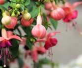 晴姬雜柑缺點深度剖析：果農(nóng)必知的5大種植隱患與應對方案