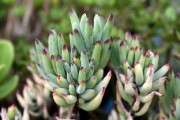 盆栽柑橘種植及管理技術(shù)要點(diǎn)（盆栽柑橘種植技術(shù)與管理）