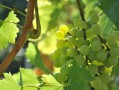 川金5號柑橘新品種海拔要求多少？適宜種植區(qū)域與栽培要點(diǎn)解析