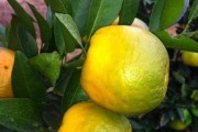 楊柳鋪柑橘種植技術(shù)視頻_為什么柑橘種植面積多了就出現(xiàn)黃龍病