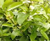 柑橘種植技術?；ū９鸰柑橘幼果轉(zhuǎn)綠慢怎么辦