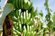 柑橘西瓜種植技術(shù)_橘子怎么擺愛(ài)心