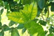 柑橘有哪些病蟲(chóng)害圖片顯示_陽(yáng)光一號(hào)柑橘蟲(chóng)子訂咬怎么辦