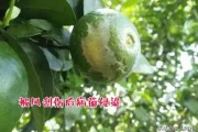 柑橘果實病蟲害最全的圖庫_陽光一號柑橘蟲子訂咬怎么辦