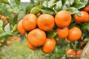 柑橘種植技術(shù)及施肥_1月份柑橘要用什么肥料 柑橘種植技術(shù)及施肥_1月份柑橘要用什么肥料