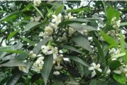 柑橘苗春芽種植技術(shù)_愛媛春芽怎么留枝 柑橘苗春芽種植技術(shù)_愛媛春芽怎么留枝