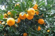 江西省柑橘種植技術(shù)_一橘四水什么意思