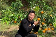 優(yōu)質(zhì)柑橘苗木種植銷售技術(shù)_一畝地可以種多少棵柑橘樹
