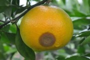柑橘常見(jiàn)病害圖蟲(chóng)害(柑橘的病蟲(chóng)害防治技術(shù)圖片)