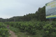 柑橘 檸檬種植技術員工資_有什么靠譜的副業(yè)可以做嗎