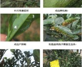 中熟柑橘的病蟲害的時間_柑橘樹幼苗春季應(yīng)預防那些病蟲害