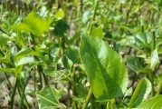 柑橘嫁接苗病蟲害管理_托魯巴姆嫁接辣椒成活率高嗎
