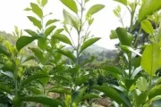 柑橘樹的病蟲害有哪些_今年沙田柚樹特別多蟲子