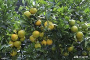 柑橘高接種植技術(shù)_我親戚在吉安有一個200畝果園 柑橘高接種植技術(shù)_我親戚在吉安有一個200畝果園