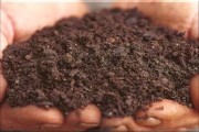 柑橘專用肥種植技術(shù)_柑橘滴灌水肥一體化用哪些肥料更合適