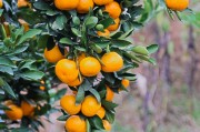 鮮食柑橘種植技術(shù)視頻講解_你是怎么用藥的