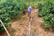 柑橘雨水多怎樣防病蟲害_如何預(yù)防柑橘出現(xiàn)日灼 柑橘雨水多怎樣防病蟲害_如何預(yù)防柑橘出現(xiàn)日灼