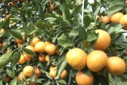 柑橘種植施肥技術(shù)文章_四川柑橘發(fā)秋稍施肥嗎