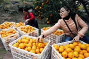 廣西省柑橘種植技術(shù)_云南柑橘種植面積