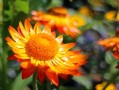 柑橘套袋幾天發(fā)芽（柑橘套袋幾天發(fā)芽?。? class=