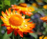 柑橘套袋幾天發(fā)芽（柑橘套袋幾天發(fā)芽?。? title=