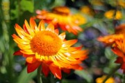 柑橘套袋幾天發(fā)芽（柑橘套袋幾天發(fā)芽?。? title=
