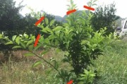 柑橘6月份病蟲害防治_吡唑氟環(huán)唑在果樹上使用說明