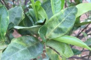 種植柑橘拍攝技術(shù)要求_家里果園種的臍橙怎么去打通電商的路