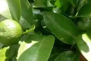 蔡家渡柑橘種植技術(shù)_柑橘的種植方法 蔡家渡柑橘種植技術(shù)_柑橘的種植方法